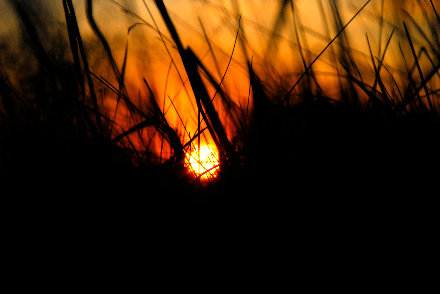 An Insect's Perspective