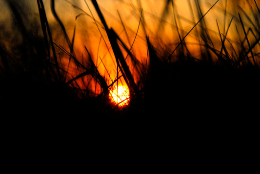 An Insect's Perspective