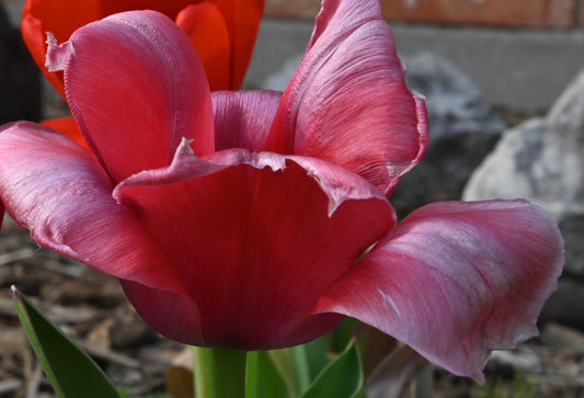 Perfectly Pink