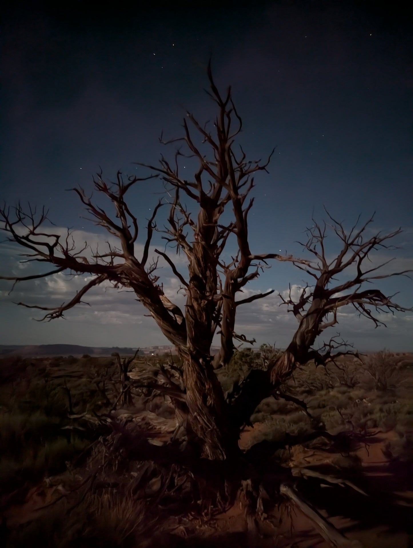 The Tree - Arches NP