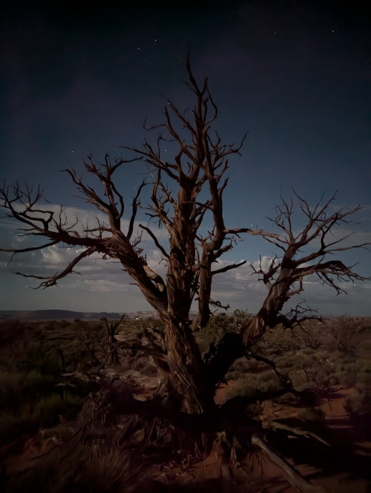The Tree - Arches NP