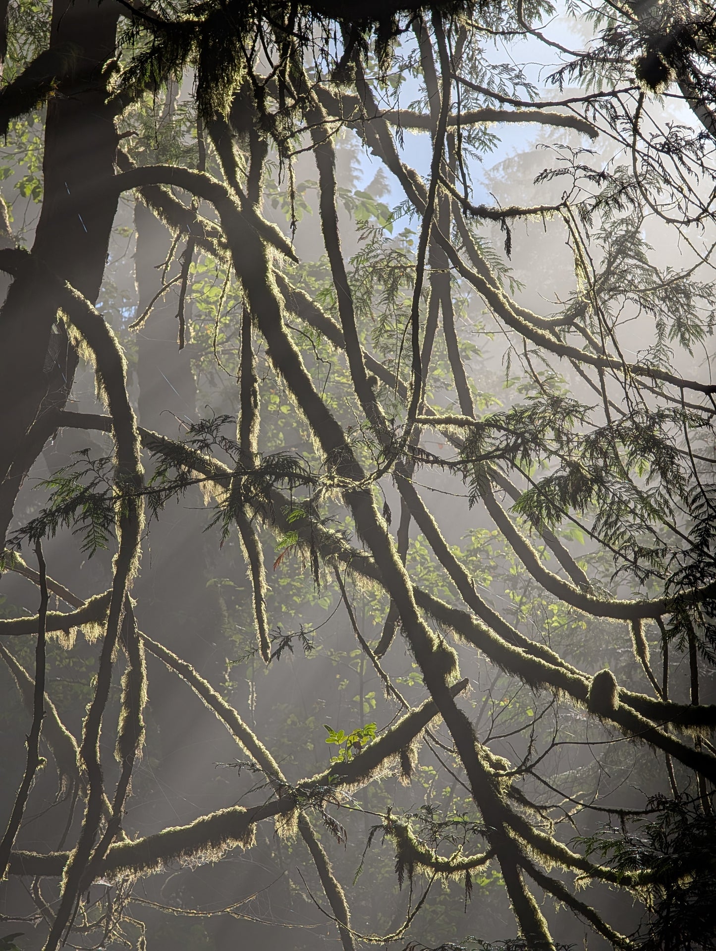 Cathedral of Moss
